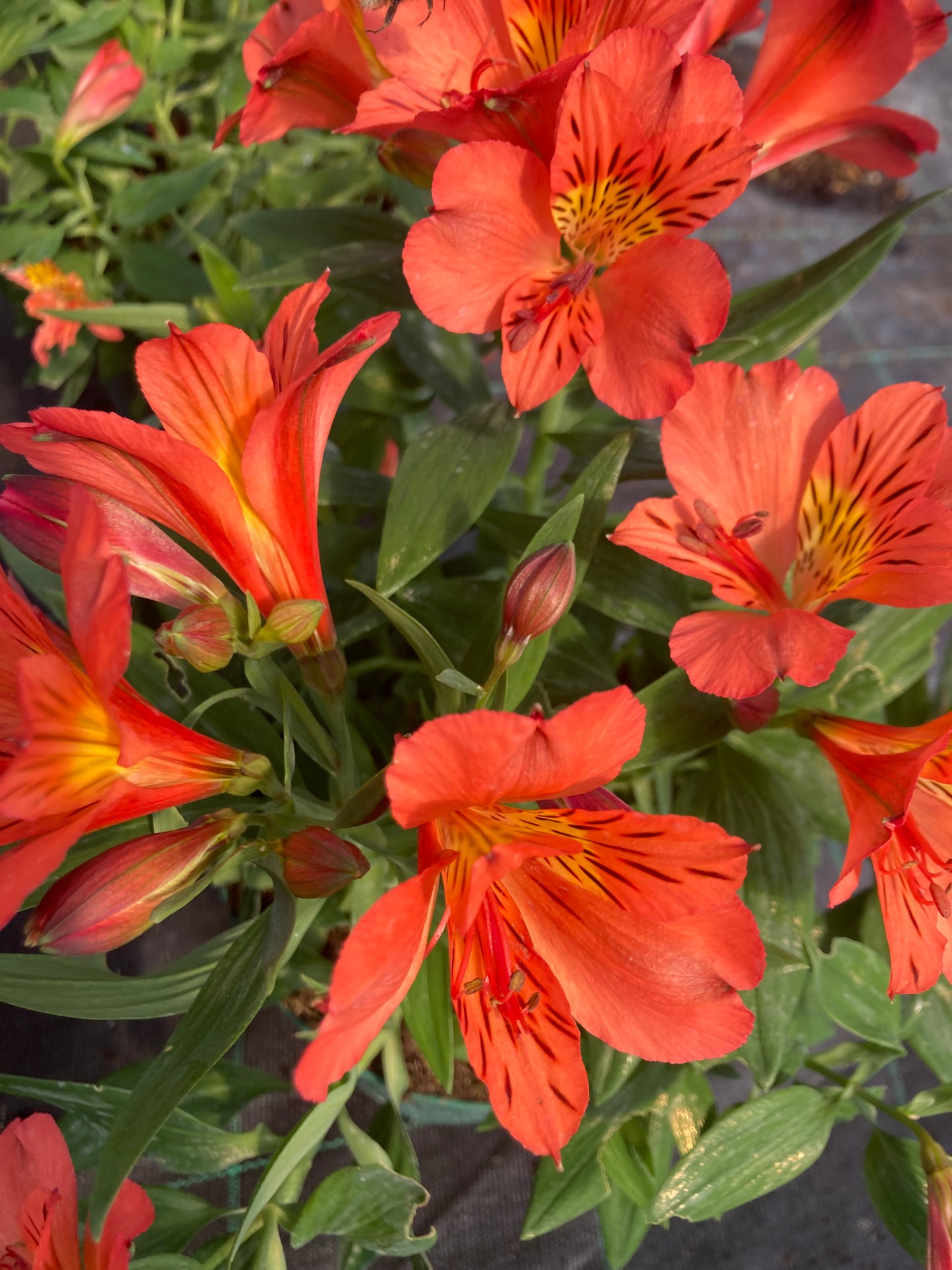 Alstromeria colorita ‘Eliane Orange’
