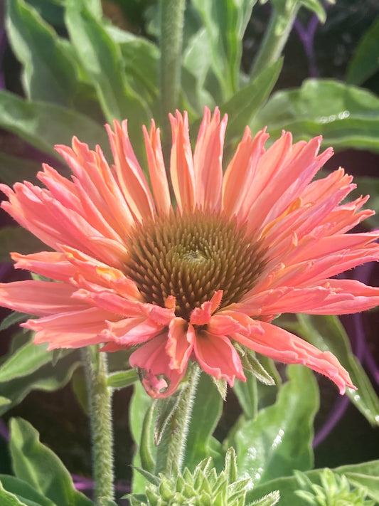 Echinacea ‘Sun Seekers Salmon’