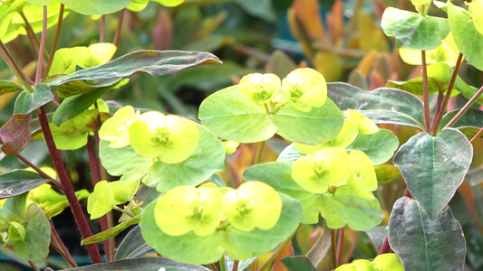Euphorbia amygd.
Purpurea
(Rubra)