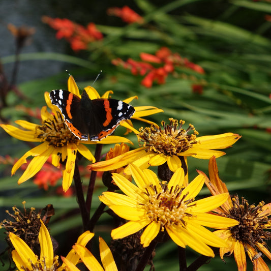 Ligularia dentata 'Pandora'