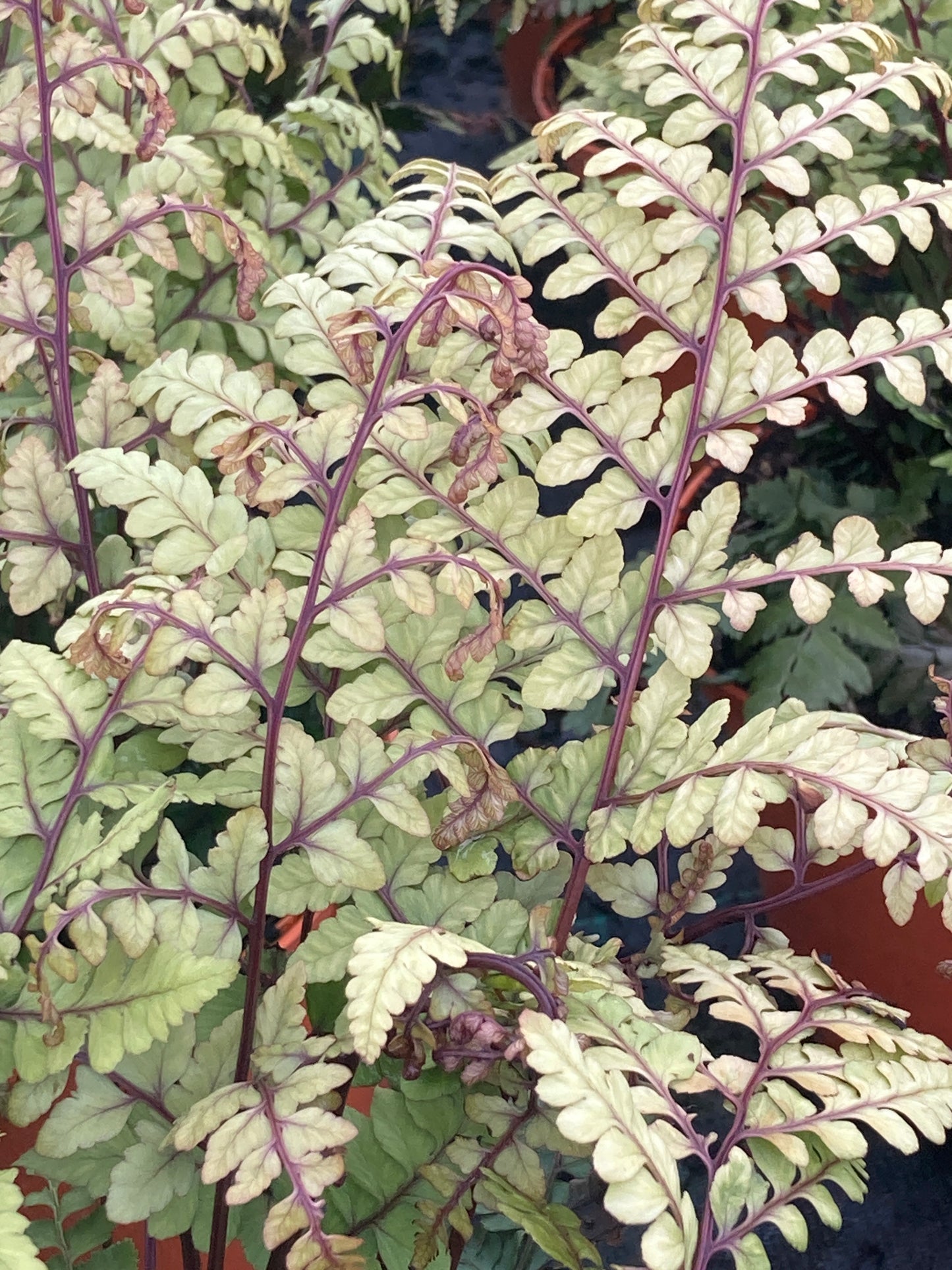 Athyrium otophorum 'Okanum'