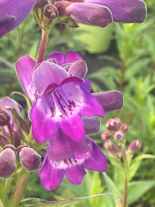 Penstemon ‘Bodnant’