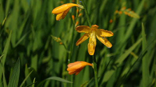 Crocosmia 'Dusky Maiden'