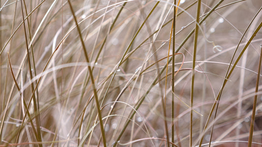 Carex buchananii 'Red Rooster'