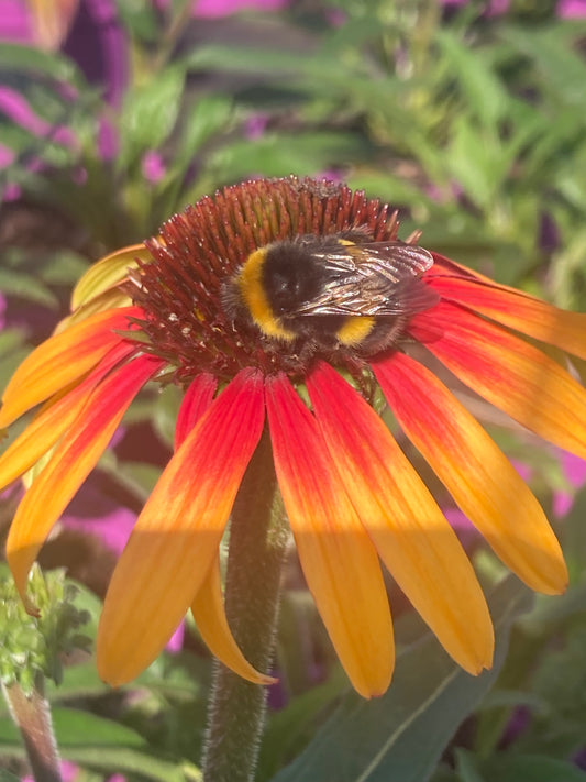 Echinacea ‘Tequila Sunrise’