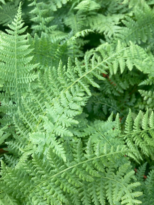 Athyrium filix-femina