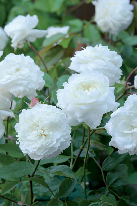 Susan Williams-Ellis™ (Ausquirk) English Shrub Rose Bred By David Austin