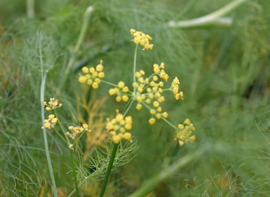 Fennel