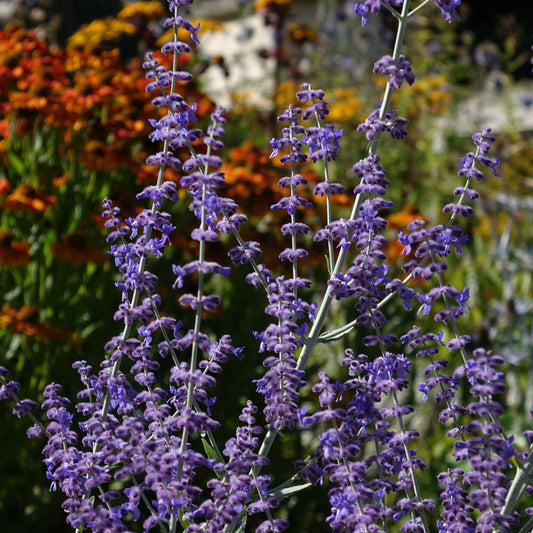 Perovskia atriplicifolia 'Little Spire'