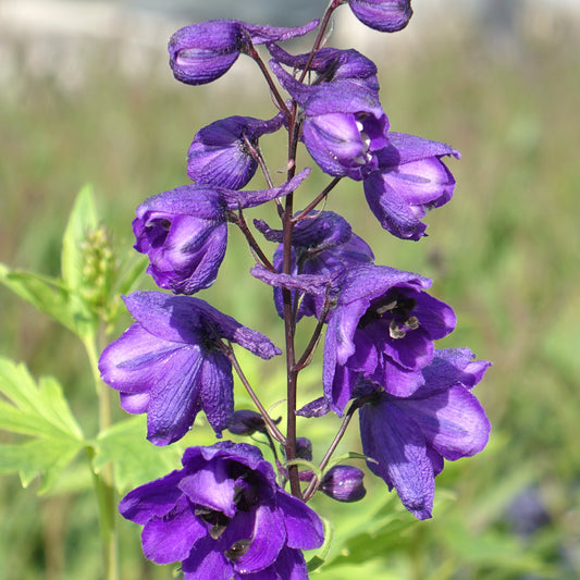 Delphinium c.M.F. D.Blue/Black Bee