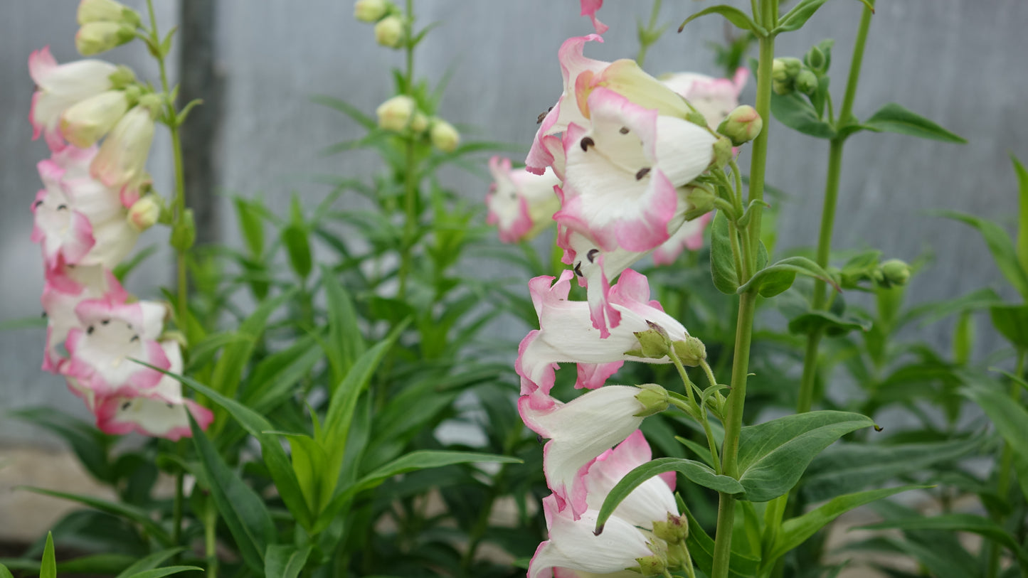 Penstemon 'Osprey'