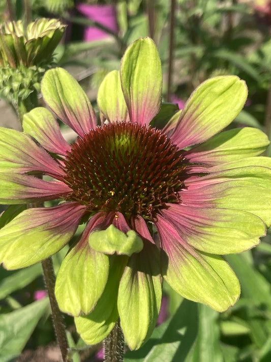 Echinacea ‘Sweet Sandi’s’