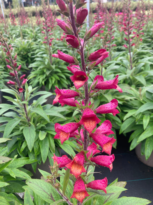 Digiplexis Illumination ‘Raspberry’