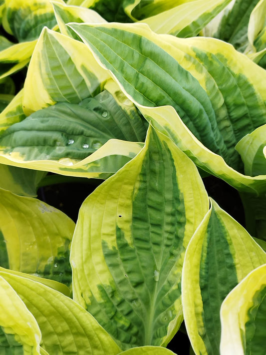 Hosta 'Wide Brim'