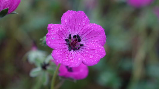 Geranium 'Janette'