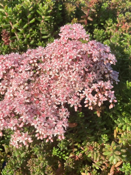 SEDUM ALBUM T.'MURALE'