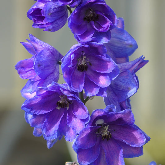 Delphinium cult.
Dasante