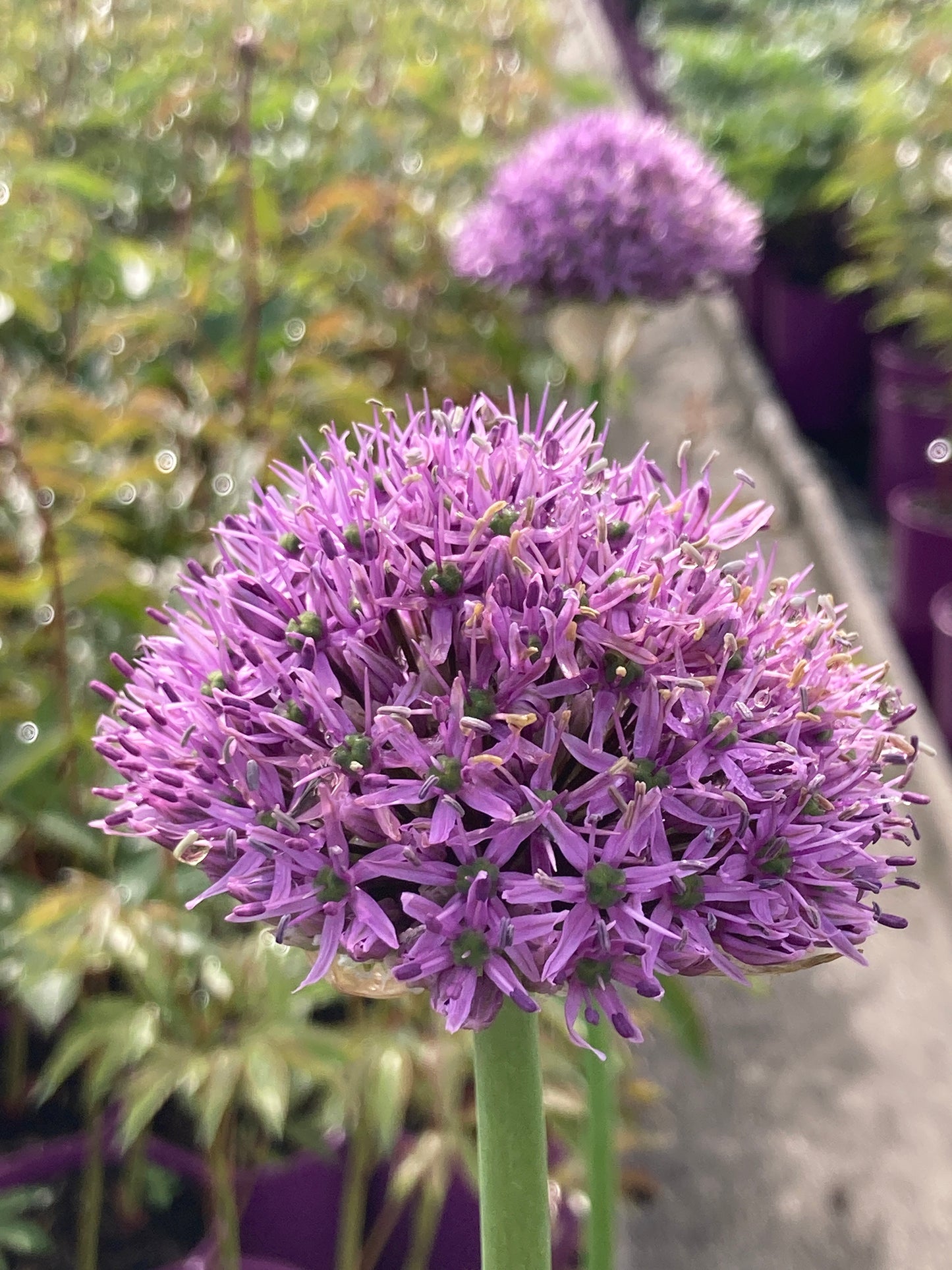 Allium ‘Gladiator’