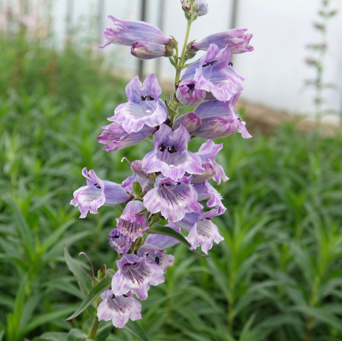 Penstemon 'Sour Grapes'