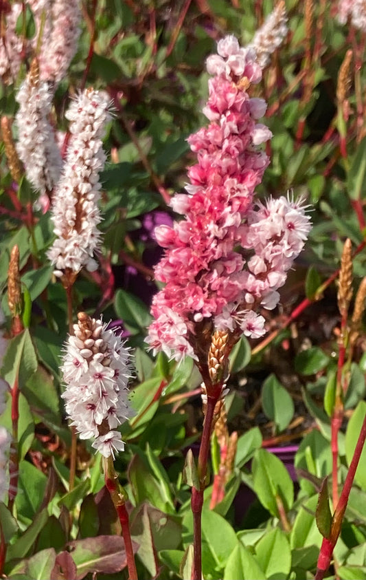 Periscaria affinis ‘Superba’