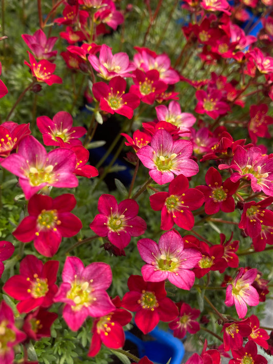 Saxifraga 'Peter Pan'