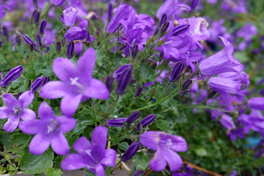 Campanula 'Portenschlagiana'
