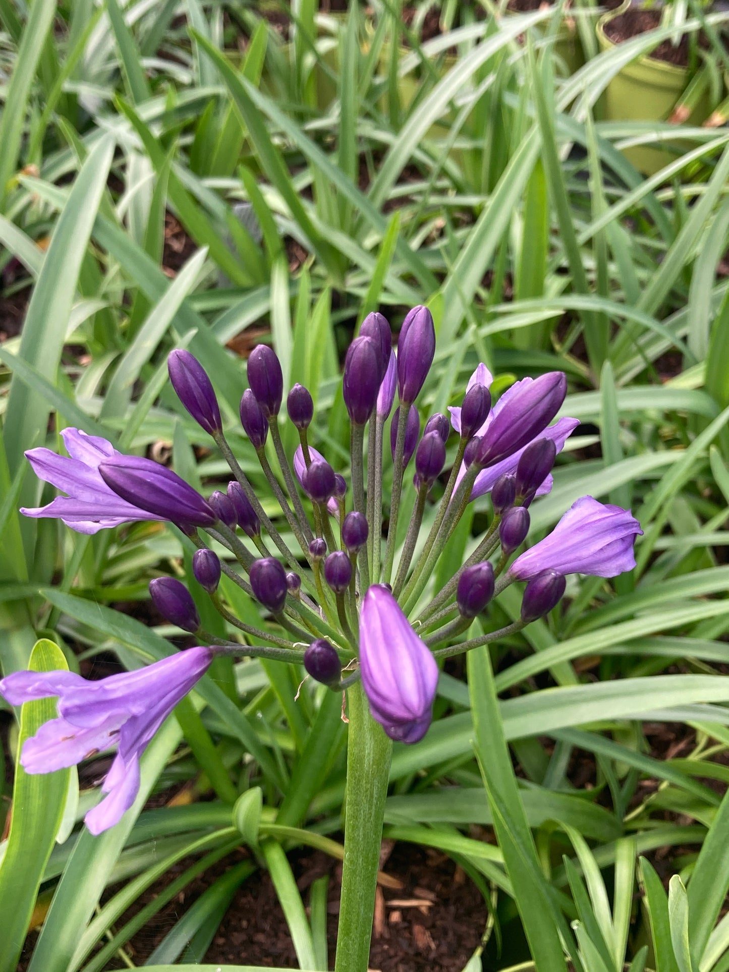 Agapanthus 'Poppin Purple'