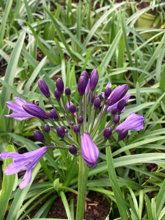Agapanthus 'Poppin Purple'