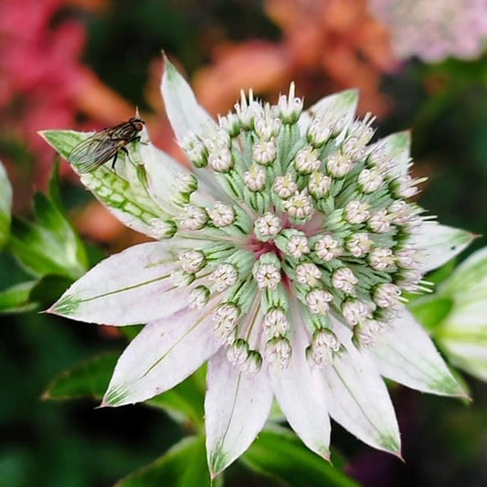 Astrantia major ‘Florence’