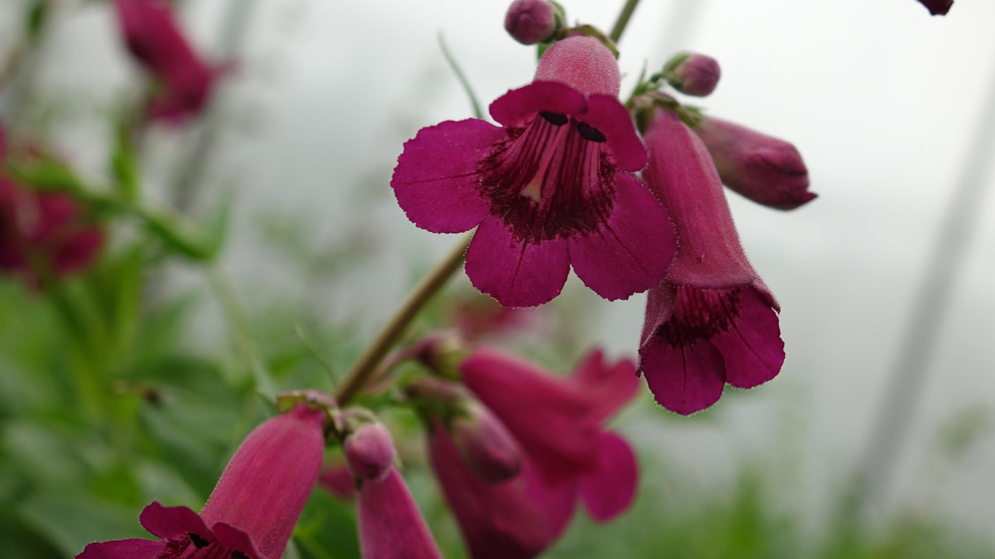 Penstemon 'Rich Ruby'