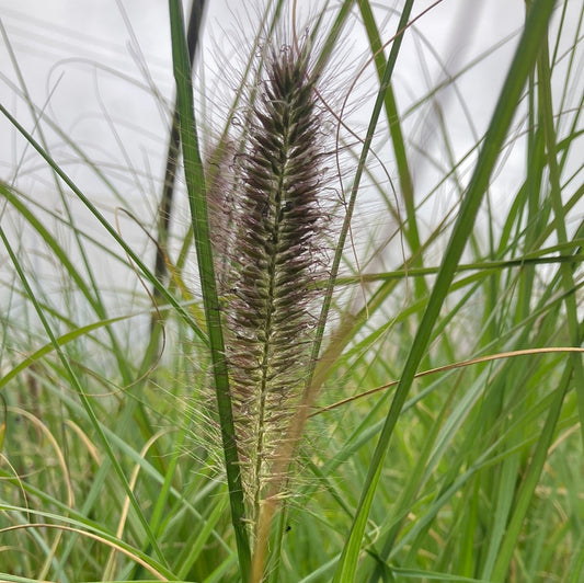 Pennisetum alopecuroides ‘Cassian’