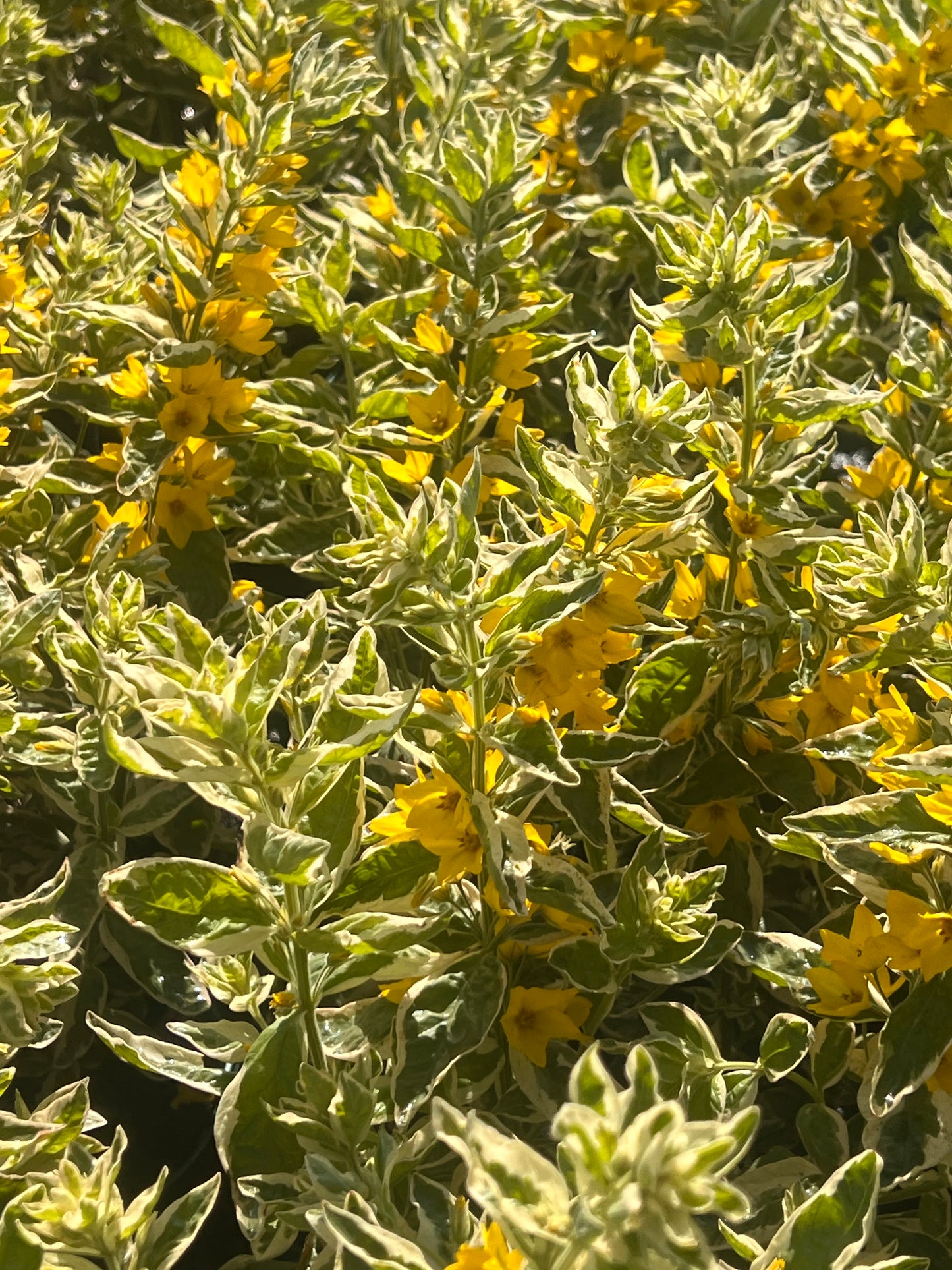 Lysimachia punctata 'Alexander'