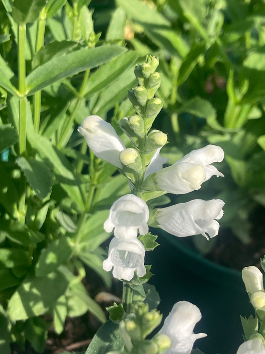 Physostegia v. 'Crystal Peak White'