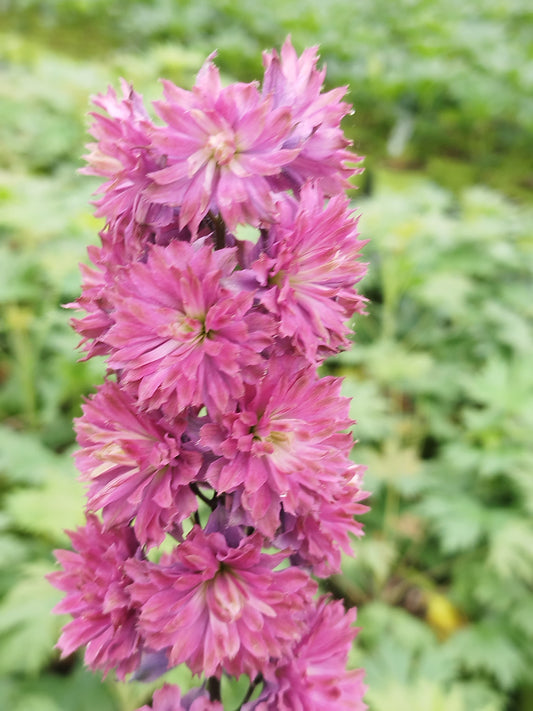 Delphinium Highlander Flamenco