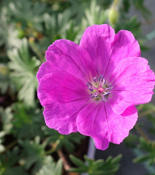 GERANIUM sanguineum ‘Max Frei’