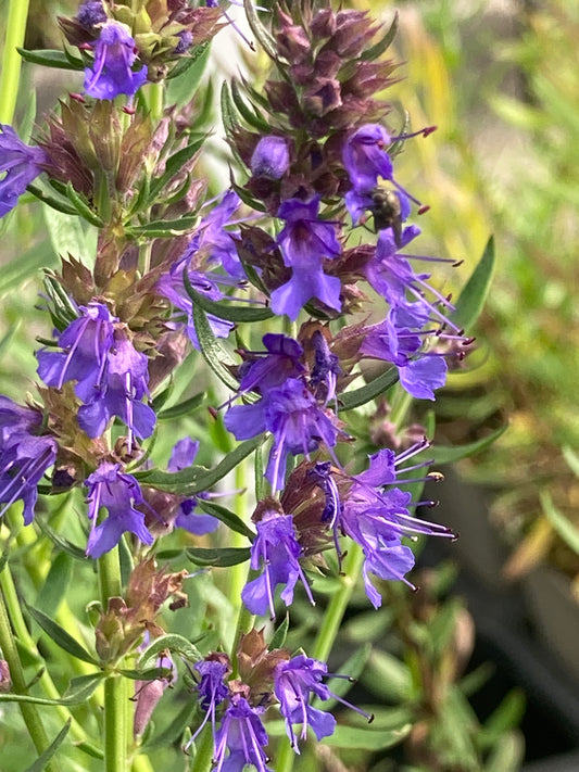 Hyssop