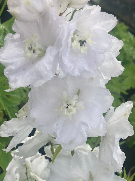 Delphinium
Magic
Fountain
White