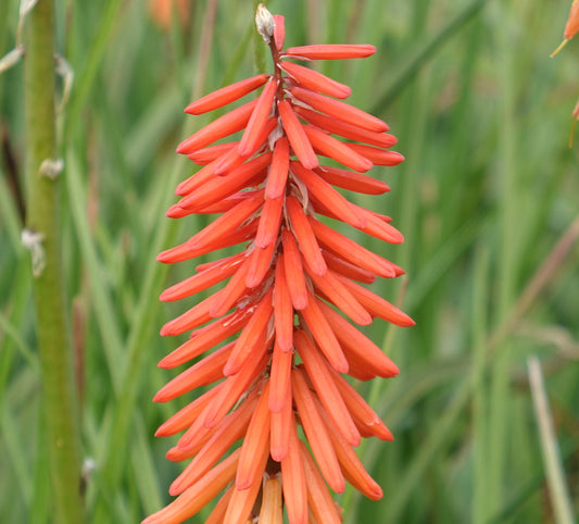 KNIPHOFIA
‘NANCY RED’