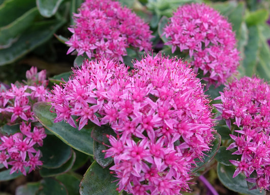Sedum hybr. 'Carl'