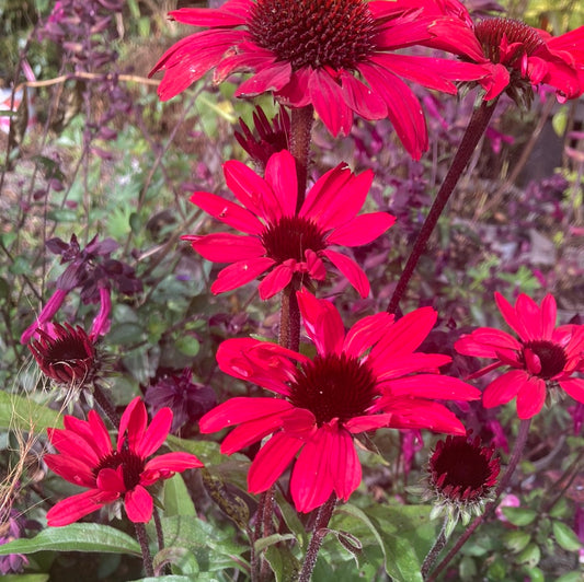 Echinacea ‘Sun Seekers Red’