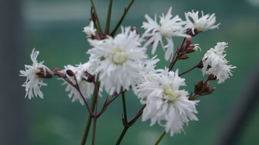 LYCHNIS 'PETIT
HENRI' ®