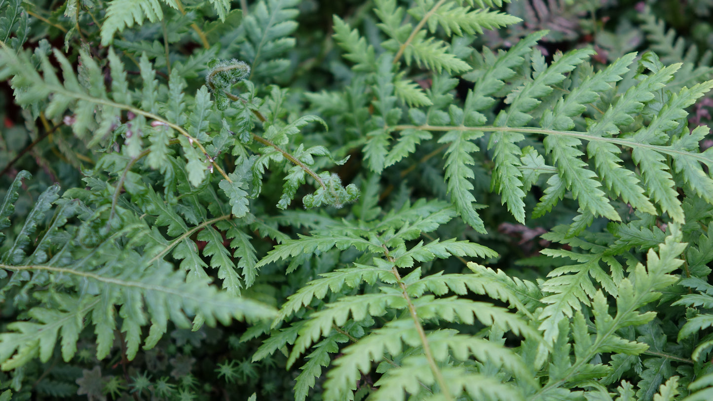 Dicksonia antarctica