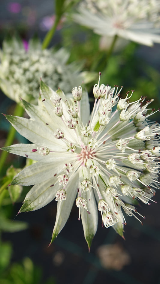 Astrantia major ‘Shaggy’