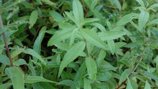 Lemon Verbena