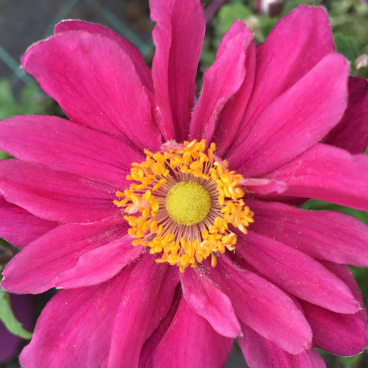 Anemone hybr 'Pamina'