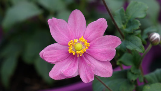 ANEMONE Fantasy Pocahontas