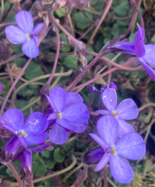 PRATIA ANG.
"TIM REES'