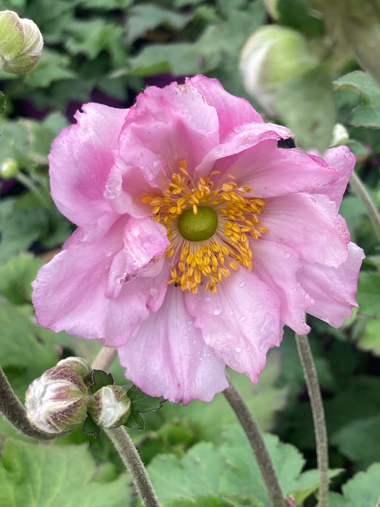 Anemone h. ‘Konigin Charlotte’