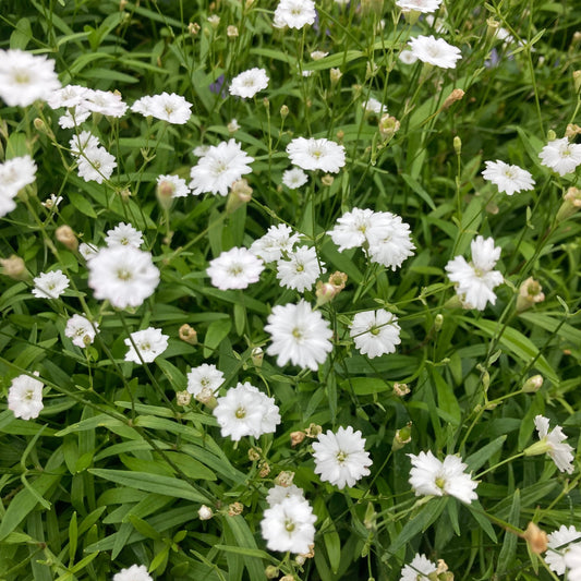 Silene alpestris 'Srarry Dreams'