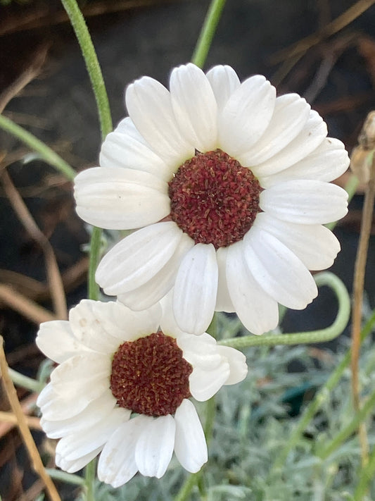 Rhodanthemum Casablanca